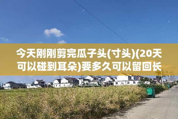 今天刚刚剪完瓜子头(寸头)(20天可以碰到耳朵)要多久可以留回长发？