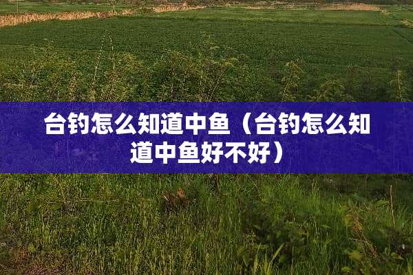 台钓怎么知道中鱼（台钓怎么知道中鱼好不好）