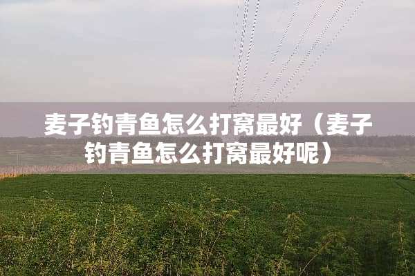 麦子钓青鱼怎么打窝最好（麦子钓青鱼怎么打窝最好呢）