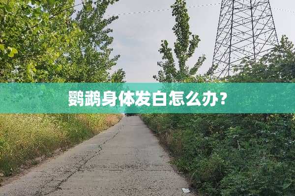 鹦鹉身体发白怎么办？