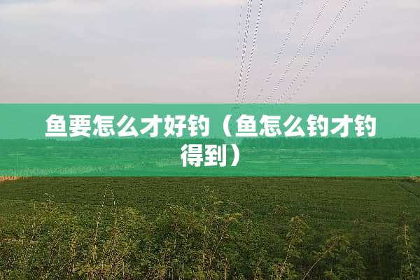 鱼要怎么才好钓（鱼怎么钓才钓得到）