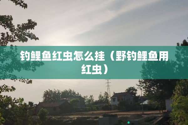 钓鲤鱼红虫怎么挂（野钓鲤鱼用红虫）