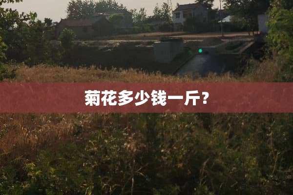 菊花多少钱一斤？