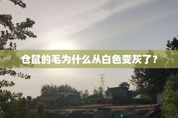 仓鼠的毛为什么从白色变灰了？