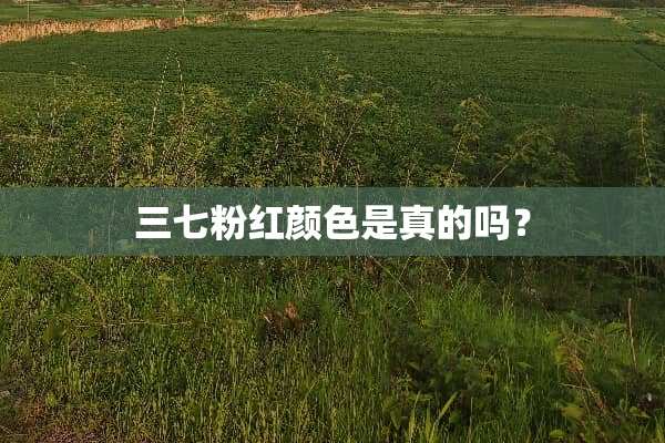 三七粉红颜色是真的吗？