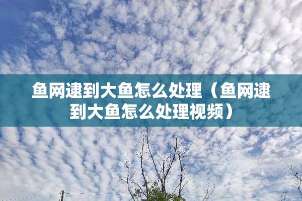 鱼网逮到大鱼怎么处理（鱼网逮到大鱼怎么处理视频）