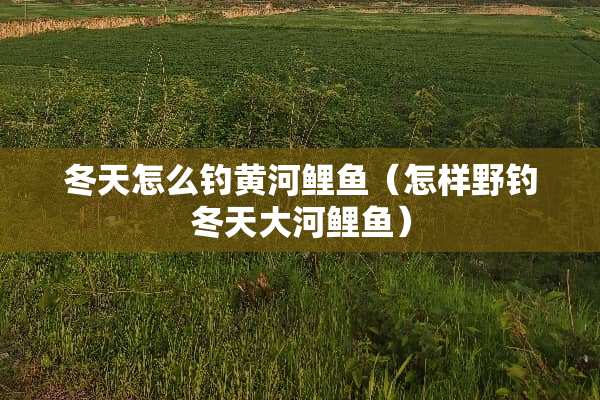 冬天怎么钓黄河鲤鱼（怎样野钓冬天大河鲤鱼）