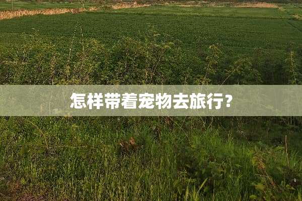 怎样带着宠物去旅行？