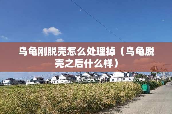 乌龟刚脱壳怎么处理掉（乌龟脱壳之后什么样）
