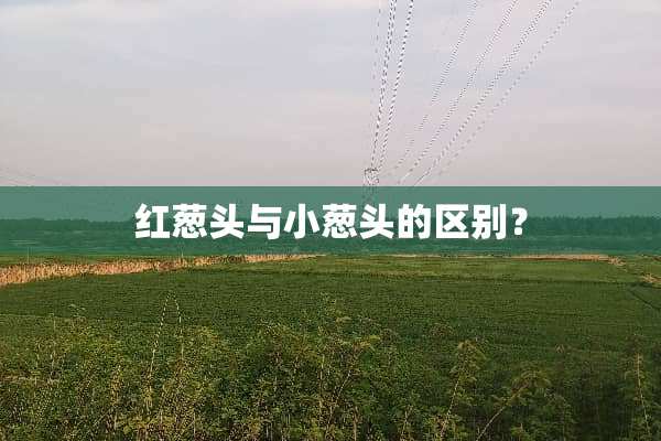 红葱头与小葱头的区别？