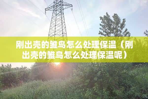 刚出壳的雏鸟怎么处理保温（刚出壳的雏鸟怎么处理保温呢）
