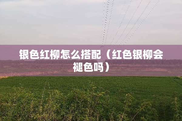 银色红柳怎么搭配（红色银柳会褪色吗）