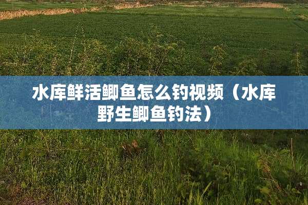 水库鲜活鲫鱼怎么钓视频（水库野生鲫鱼钓法）