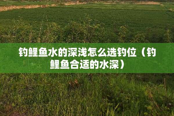 钓鲤鱼水的深浅怎么选钓位（钓鲤鱼合适的水深）