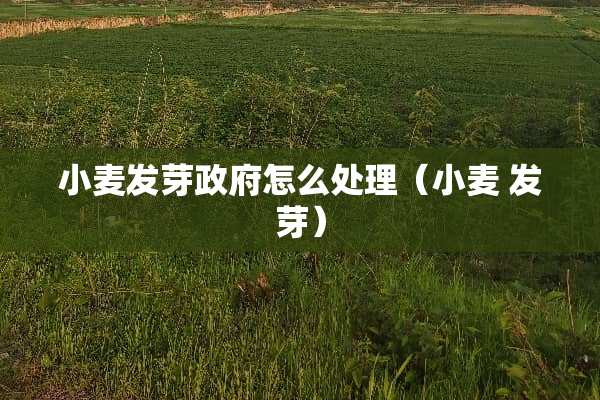 小麦发芽**怎么处理（小麦 发芽）