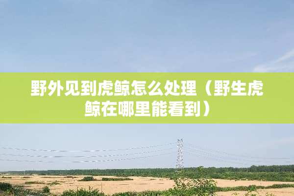 野外见到虎鲸怎么处理（野生虎鲸在哪里能看到）