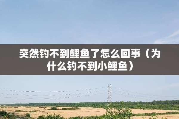 突然钓不到鲤鱼了怎么回事（为什么钓不到小鲤鱼）