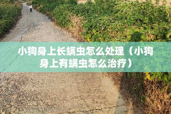 小狗身上长螨虫怎么处理（小狗身上有螨虫怎么治疗）