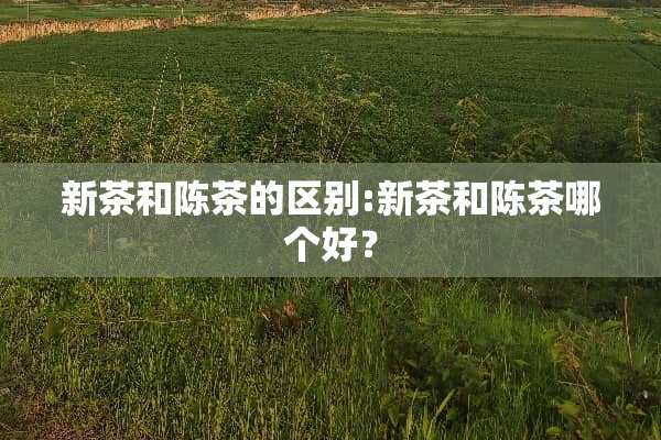 新茶和陈茶的区别:新茶和陈茶哪个好？