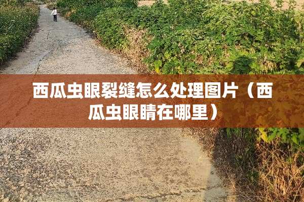 西瓜虫眼裂缝怎么处理图片（西瓜虫眼睛在哪里）