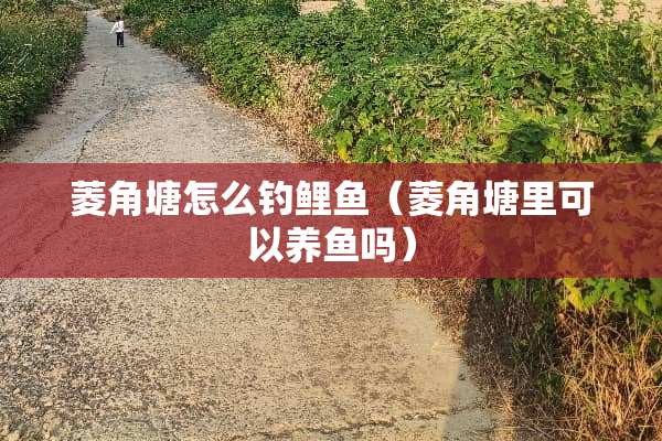 菱角塘怎么钓鲤鱼（菱角塘里可以养鱼吗）