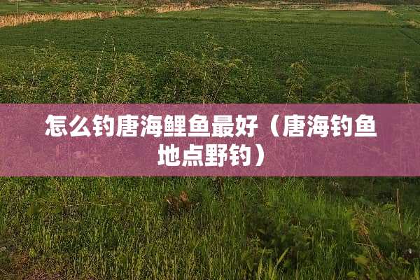 怎么钓唐海鲤鱼最好（唐海钓鱼地点野钓）