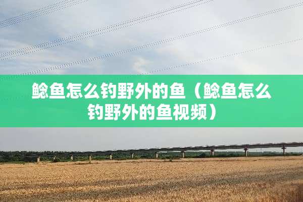 鲶鱼怎么钓野外的鱼（鲶鱼怎么钓野外的鱼视频）
