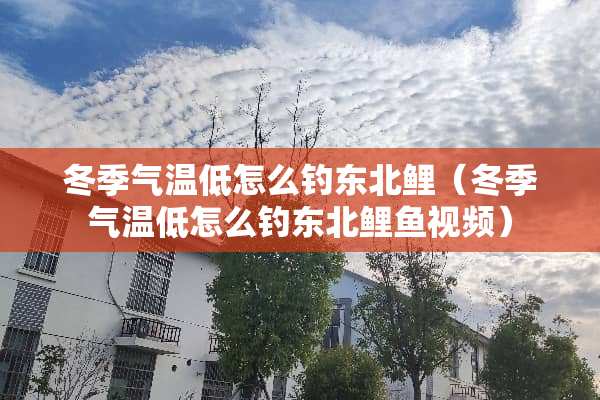 冬季气温低怎么钓东北鲤（冬季气温低怎么钓东北鲤鱼视频）