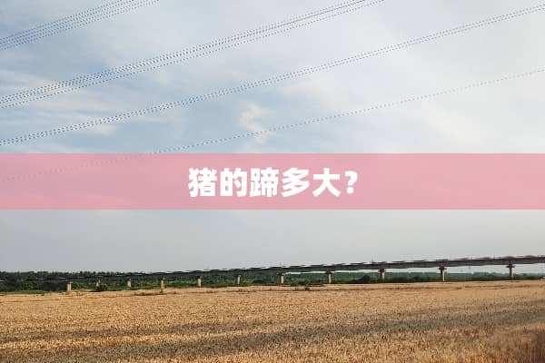 猪的蹄多大？