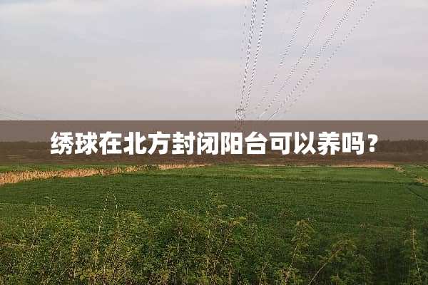绣球在北方封闭阳台可以养吗？