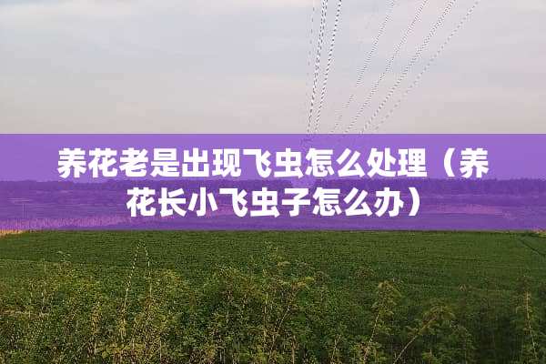 养花老是出现飞虫怎么处理（养花长小飞虫子怎么办）