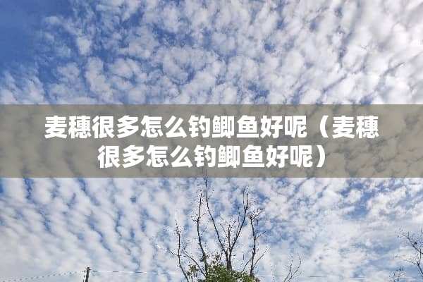 麦穗很多怎么钓鲫鱼好呢（麦穗很多怎么钓鲫鱼好呢）