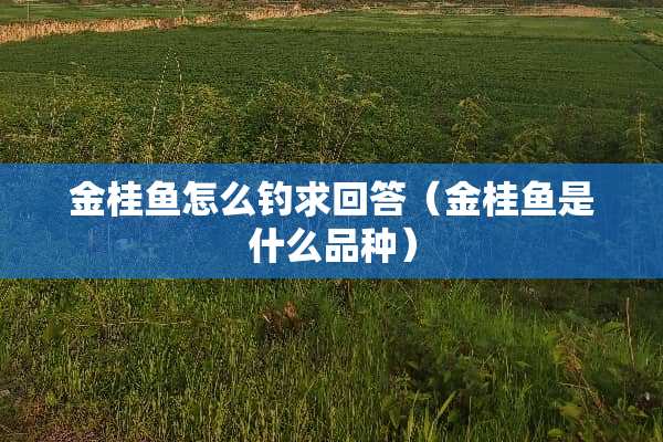 金桂鱼怎么钓求回答（金桂鱼是什么品种）