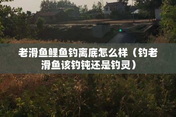 老滑鱼鲤鱼钓离底怎么样（钓老滑鱼该钓钝还是钓灵）