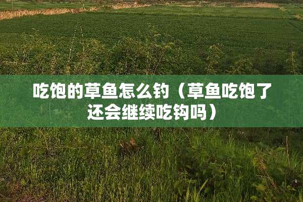 吃饱的草鱼怎么钓（草鱼吃饱了还会继续吃钩吗）