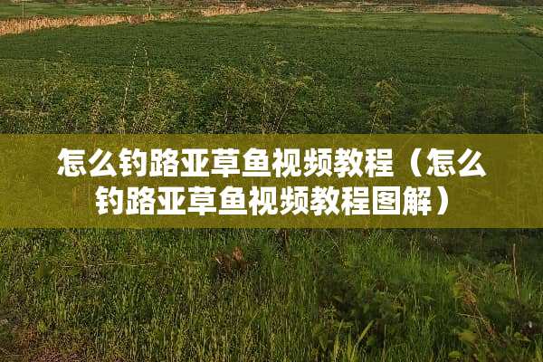 怎么钓路亚草鱼视频教程（怎么钓路亚草鱼视频教程图解）