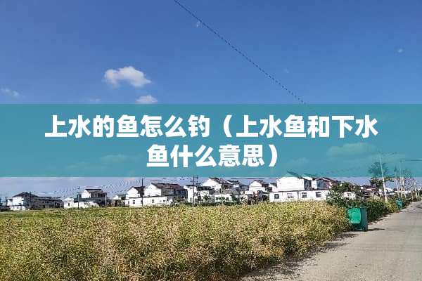 上水的鱼怎么钓（上水鱼和下水鱼什么意思）