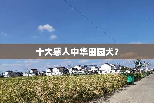 十大感人中华田园犬？