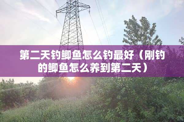 第二天钓鲫鱼怎么钓最好（刚钓的鲫鱼怎么养到第二天）