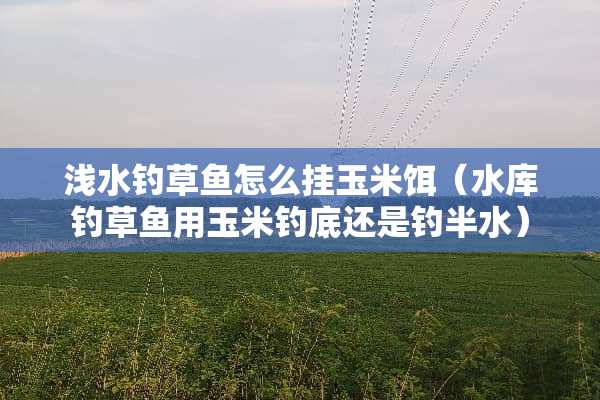 浅水钓草鱼怎么挂玉米饵（水库钓草鱼用玉米钓底还是钓半水）