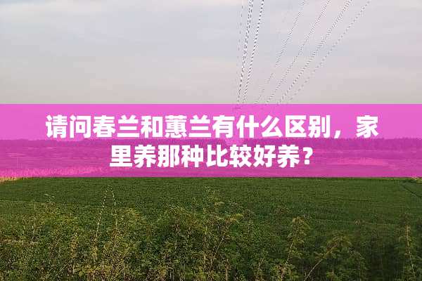 请问春兰和蕙兰有什么区别，家里养那种比较好养？