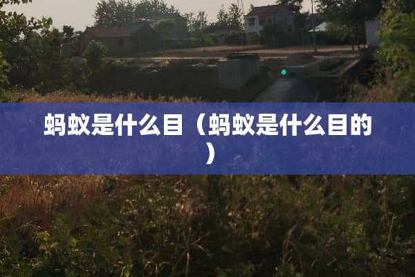蚂蚁是什么目（蚂蚁是什么目的）