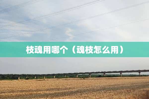 枝魂用哪个（魂枝怎么用）