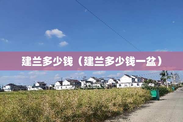 建兰多少钱（建兰多少钱一盆）