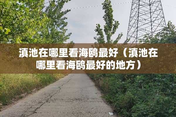 滇池在哪里看海鸥最好（滇池在哪里看海鸥最好的地方）