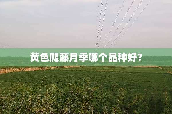 **爬藤月季哪个品种好？