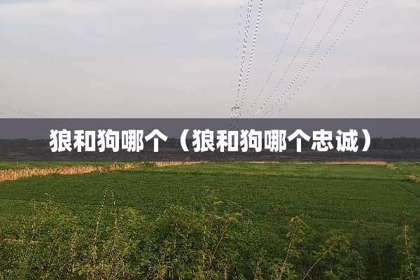 狼和狗哪个（狼和狗哪个忠诚）