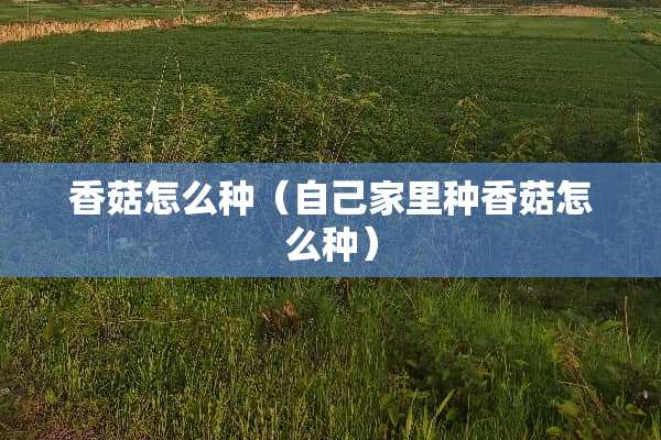 香菇怎么种（自己家里种香菇怎么种）