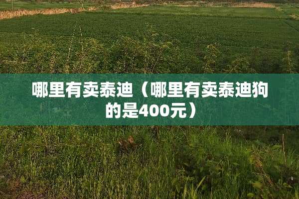 哪里有卖泰迪（哪里有卖泰迪狗的是400元）