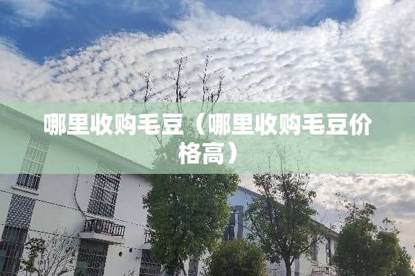 哪里收购毛豆（哪里收购毛豆价格高）
